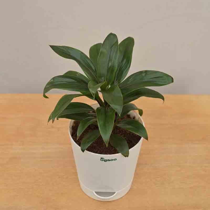 Buy Ugaoo Dracaena Coffee Plant Live Plants from Vaaree