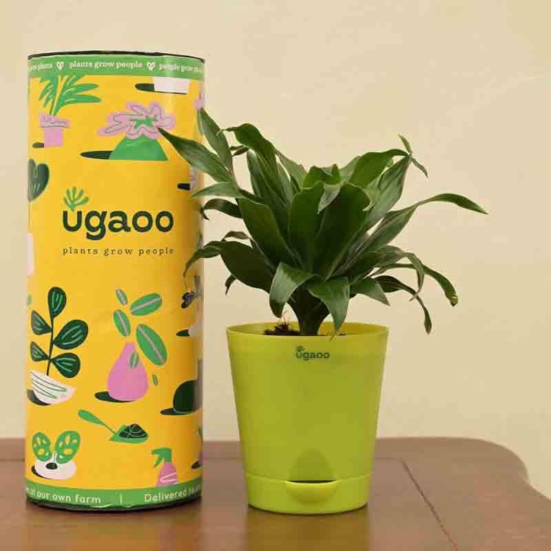 Buy Ugaoo Dracaena Compacta Plant Live Plants from Vaaree