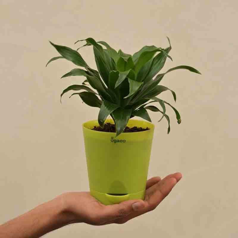 Buy Ugaoo Dracaena Compacta Plant Live Plants from Vaaree