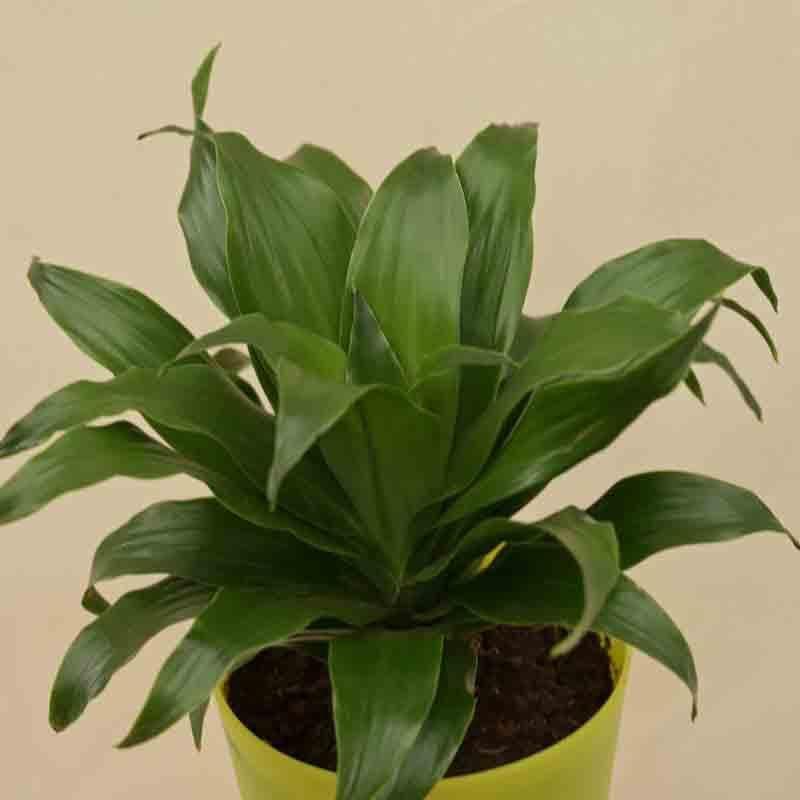 Buy Ugaoo Dracaena Compacta Plant Live Plants from Vaaree