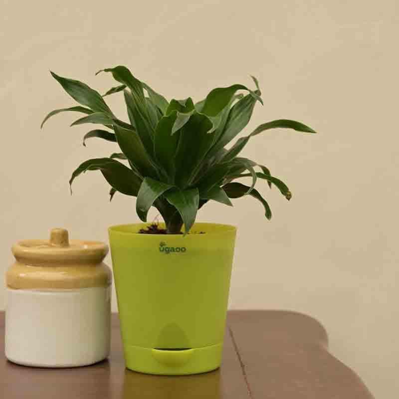 Buy Ugaoo Dracaena Compacta Plant Live Plants from Vaaree