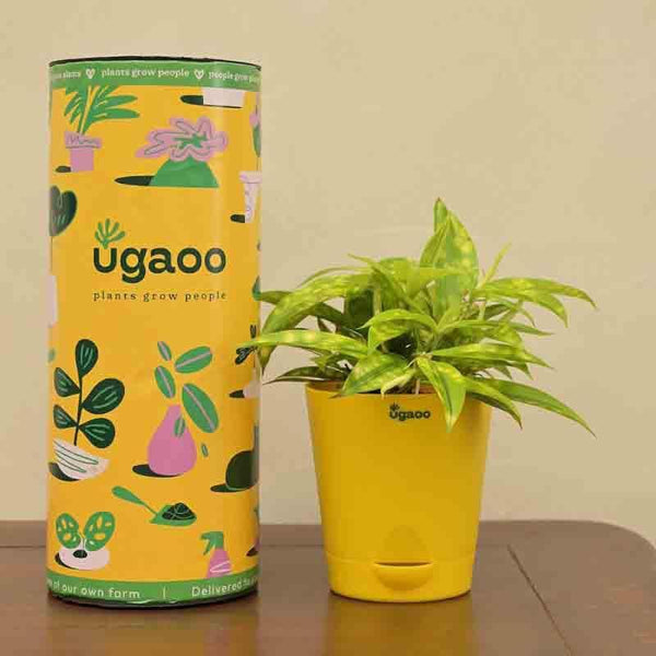 Buy Ugaoo Dracaena Golden Milky Plant Live Plants from Vaaree