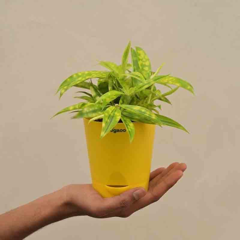 Buy Ugaoo Dracaena Golden Milky Plant Live Plants from Vaaree