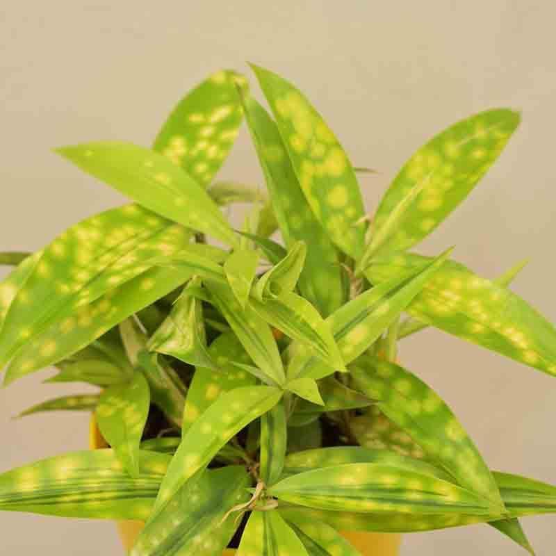 Buy Ugaoo Dracaena Golden Milky Plant Live Plants from Vaaree