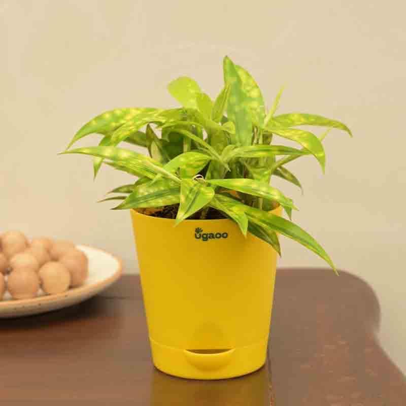 Buy Ugaoo Dracaena Golden Milky Plant Live Plants from Vaaree