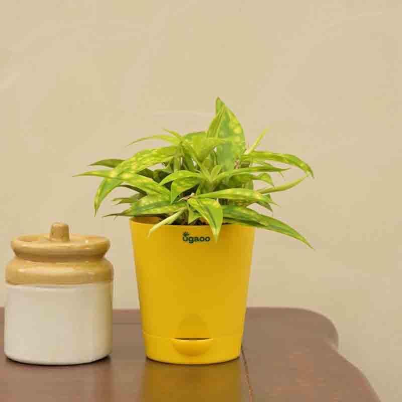 Buy Ugaoo Dracaena Golden Milky Plant Live Plants from Vaaree