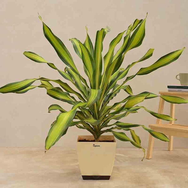 Buy Ugaoo Draceana Dara Singh Plant - XL Live Plants from Vaaree