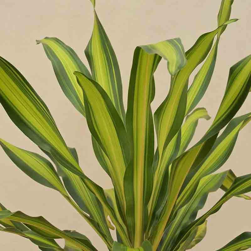 Buy Ugaoo Draceana Dara Singh Plant - XL Live Plants from Vaaree