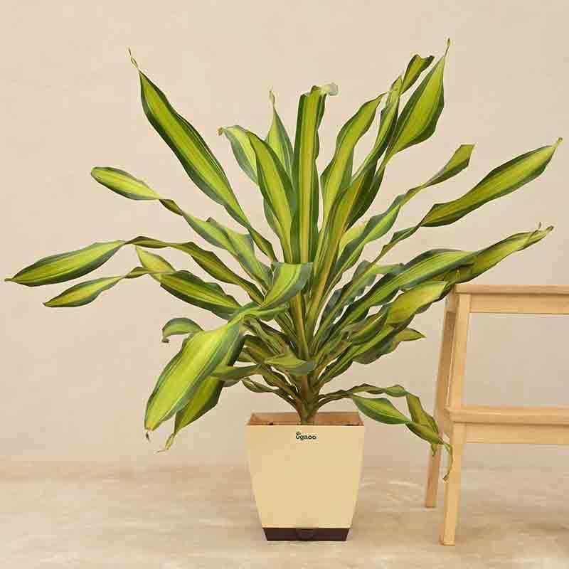 Buy Ugaoo Draceana Dara Singh Plant - XL Live Plants from Vaaree