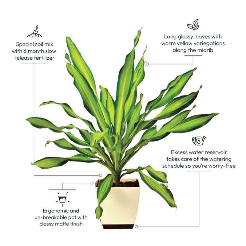 Buy Ugaoo Draceana Dara Singh Plant - XL Live Plants from Vaaree