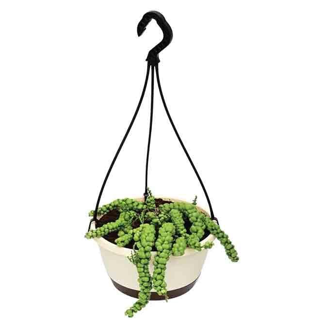 Buy Ugaoo Dragon Bubble Plant Live Plants from Vaaree