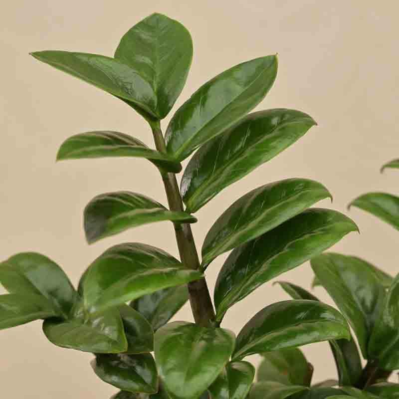 Buy Ugaoo Dwarf ZZ Plant Live Plants from Vaaree