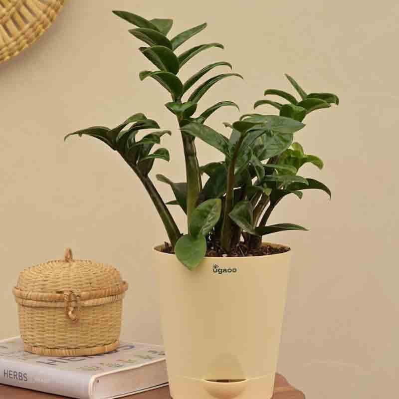 Buy Ugaoo Dwarf ZZ Plant Live Plants from Vaaree