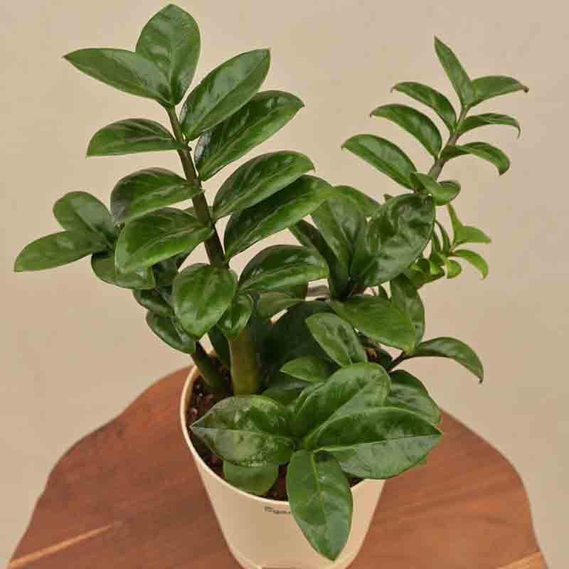 Buy Ugaoo Dwarf ZZ Plant Live Plants from Vaaree