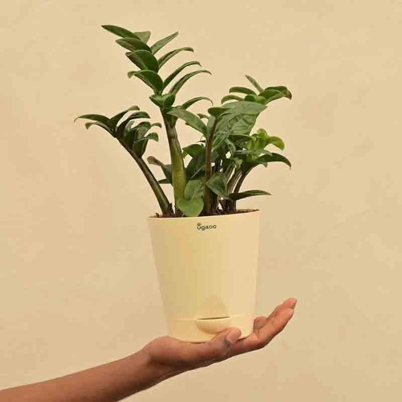 Buy Ugaoo Dwarf ZZ Plant Live Plants from Vaaree