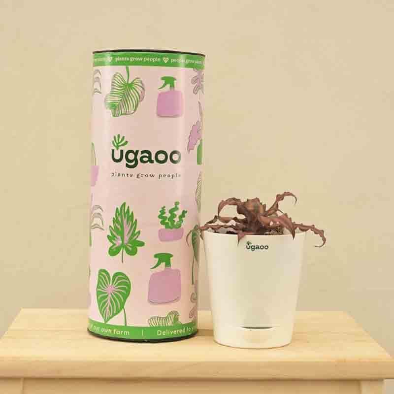 Buy Ugaoo Earth Star Plant Live Plants from Vaaree