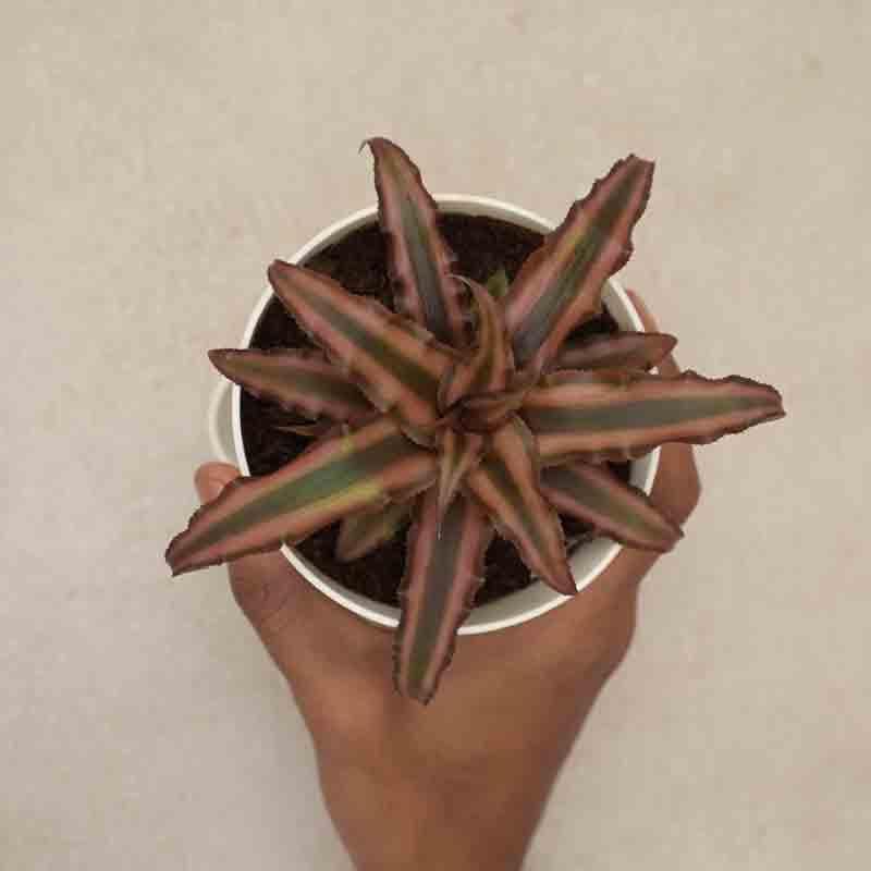 Buy Ugaoo Earth Star Plant Live Plants from Vaaree