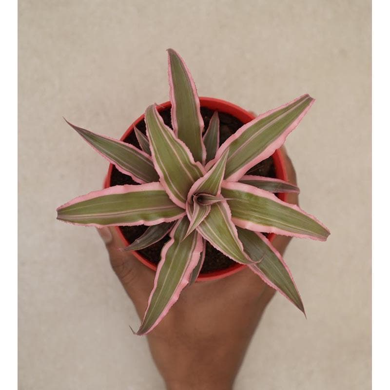 Buy Ugaoo Earth Star Plant - Pink Live Plants from Vaaree