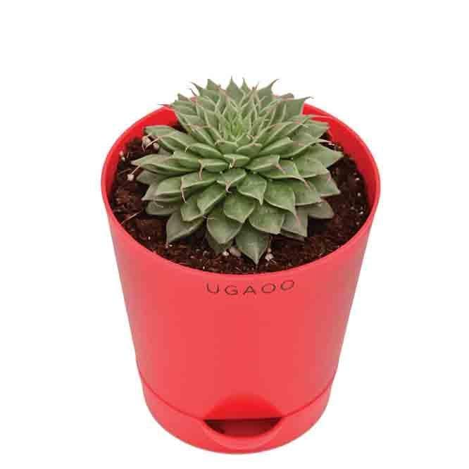 Buy Ugaoo Echeveria Grapt Silver Star Plant Live Plants from Vaaree