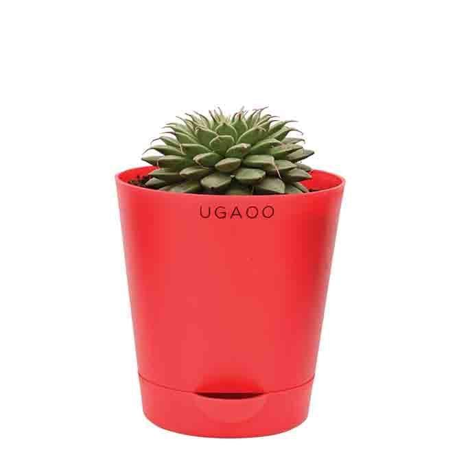 Buy Ugaoo Echeveria Grapt Silver Star Plant Live Plants from Vaaree