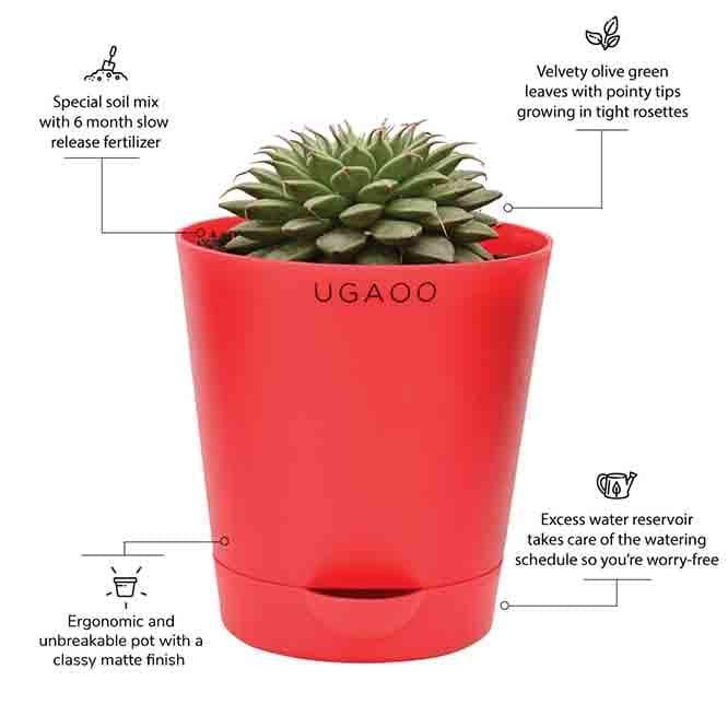 Buy Ugaoo Echeveria Grapt Silver Star Plant Live Plants from Vaaree