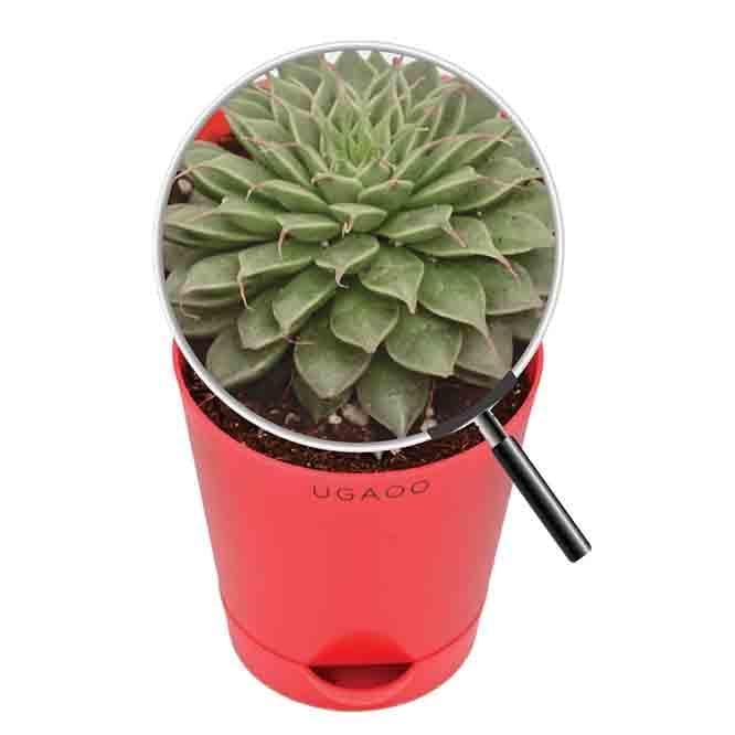 Buy Ugaoo Echeveria Grapt Silver Star Plant Live Plants from Vaaree