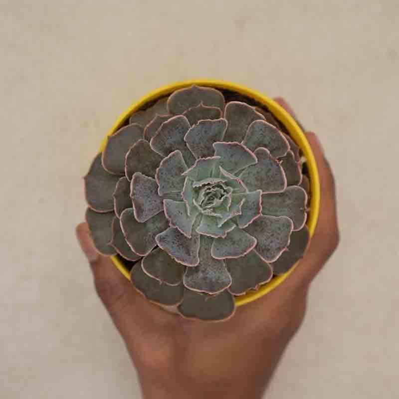 Buy Ugaoo Echeveria Hybrid Plant Live Plants from Vaaree