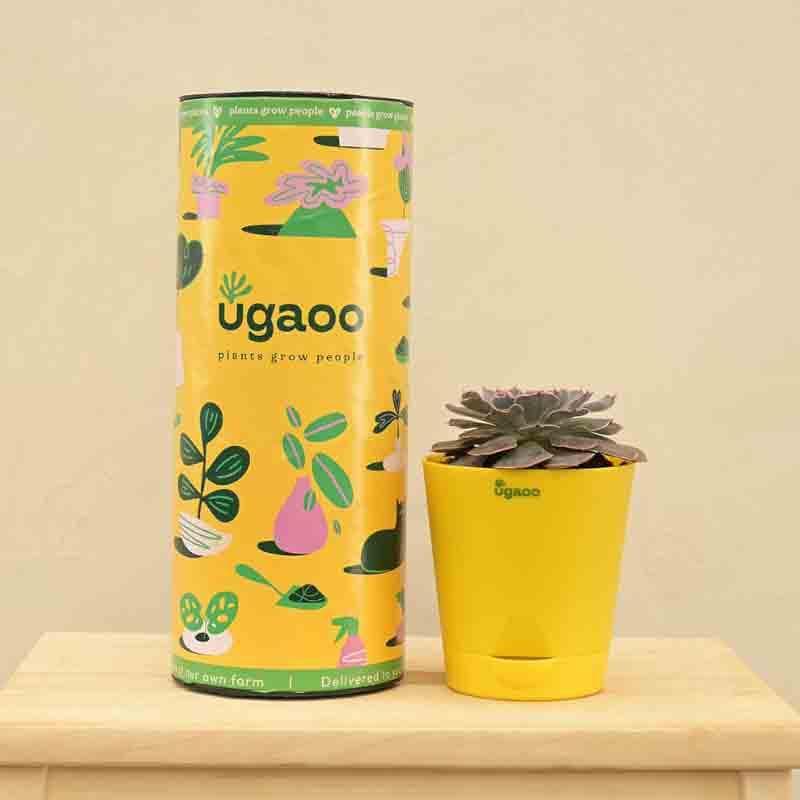 Buy Ugaoo Echeveria Hybrid Plant Live Plants from Vaaree