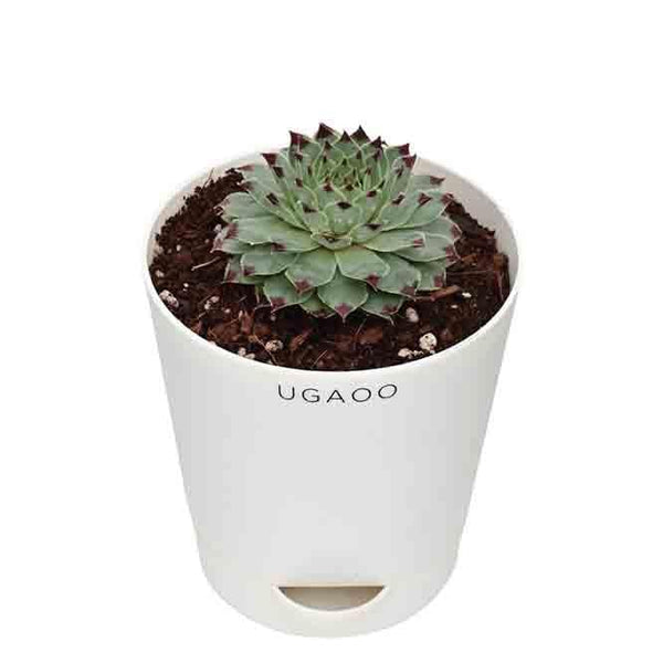 Buy Ugaoo Echeveria Jord Plant Live Plants from Vaaree