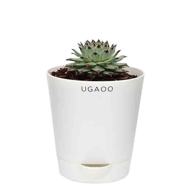 Buy Ugaoo Echeveria Jord Plant Live Plants from Vaaree