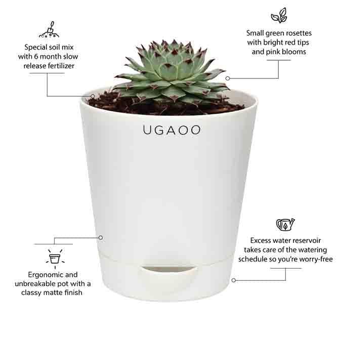 Buy Ugaoo Echeveria Jord Plant Live Plants from Vaaree