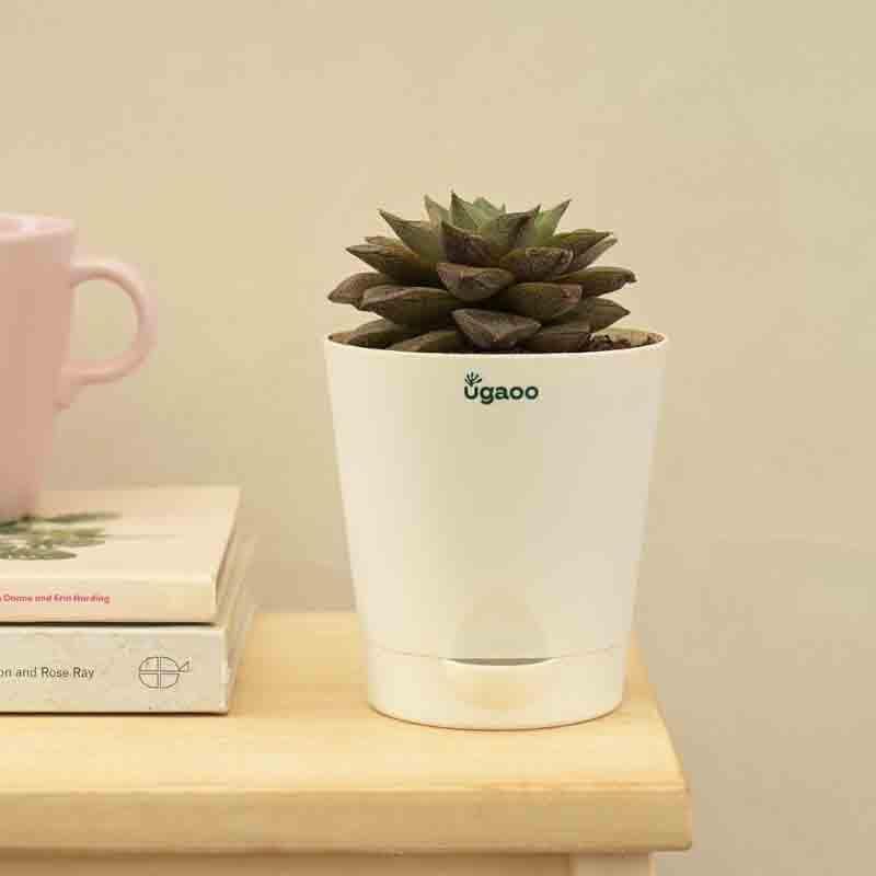 Buy Ugaoo Echeveria Lotus Chinensis Plant Live Plants from Vaaree