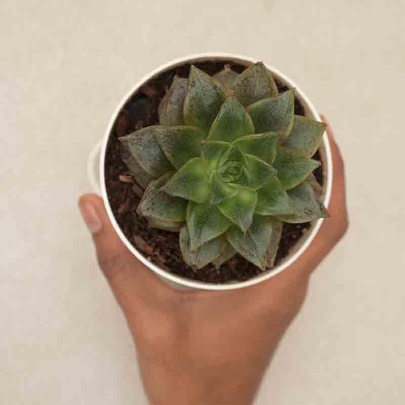 Buy Ugaoo Echeveria Lotus Chinensis Plant Live Plants from Vaaree