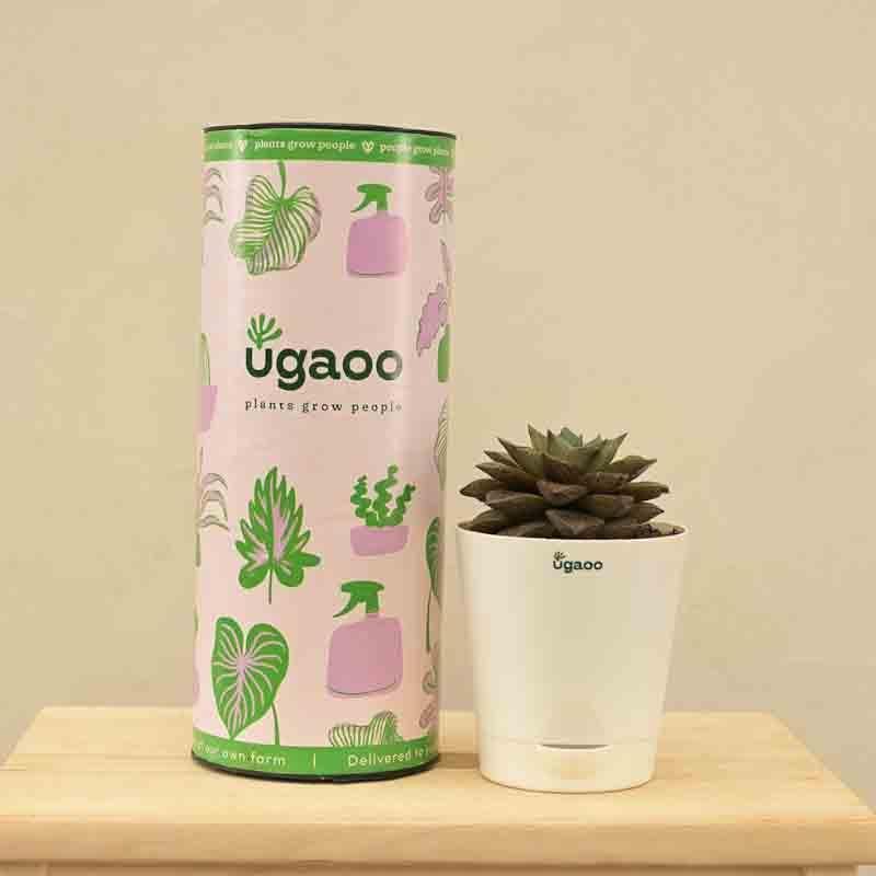 Buy Ugaoo Echeveria Lotus Chinensis Plant Live Plants from Vaaree