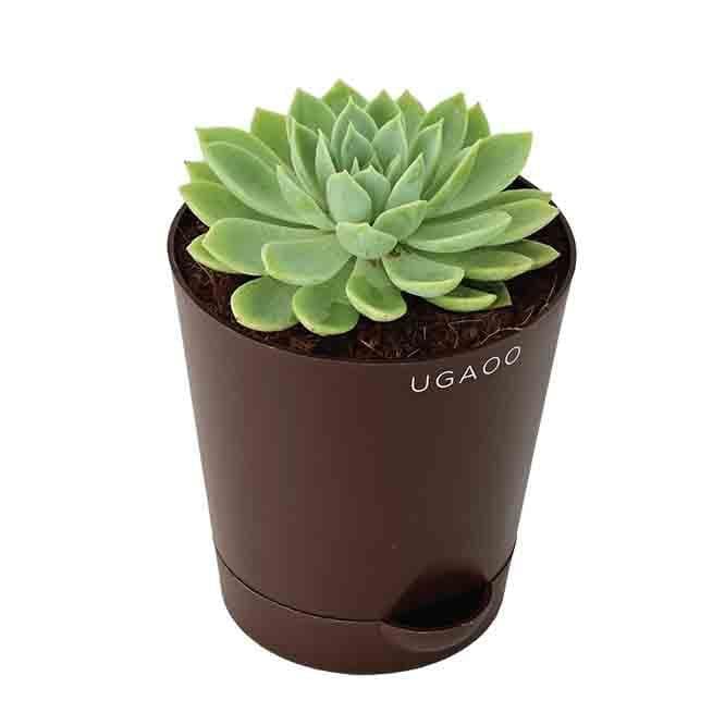 Buy Ugaoo Echeveria Pegasus Plant Live Plants from Vaaree