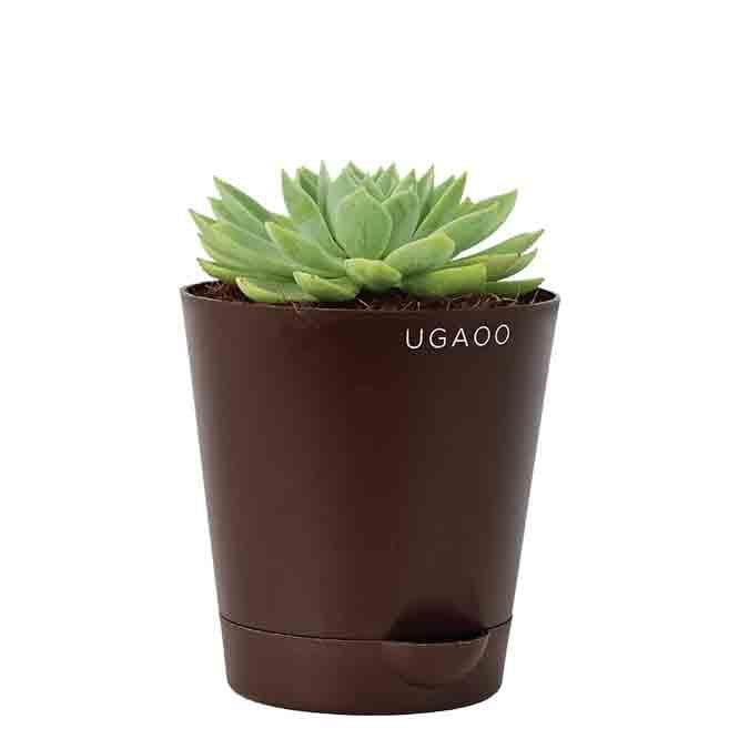 Buy Ugaoo Echeveria Pegasus Plant Live Plants from Vaaree