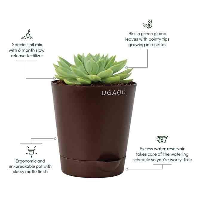 Buy Ugaoo Echeveria Pegasus Plant Live Plants from Vaaree