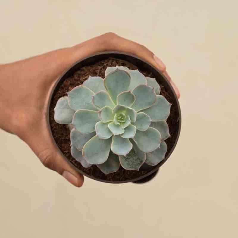 Buy Ugaoo Echeveria Subsesilis Hybrid Silver Plant Live Plants from Vaaree