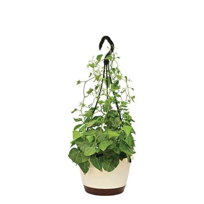 Buy Ugaoo English Ivy Plant In Hanging Planter Live Plants from Vaaree