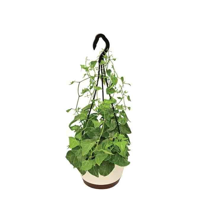 Buy Ugaoo English Ivy Plant In Hanging Planter Live Plants from Vaaree