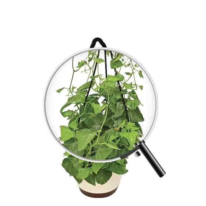 Buy Ugaoo English Ivy Plant In Hanging Planter Live Plants from Vaaree