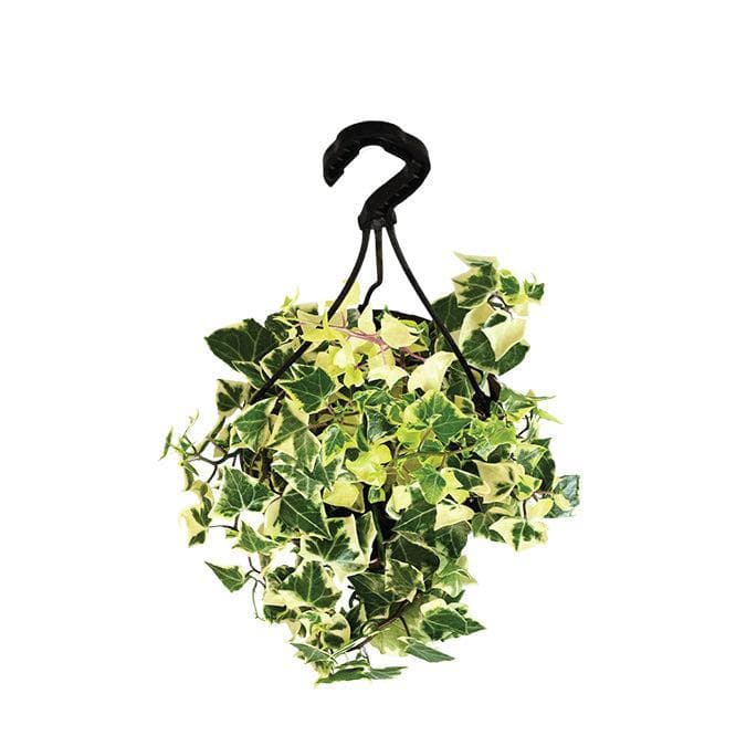 Buy Ugaoo English Ivy Variegated In Hanging Planter Live Plants from Vaaree