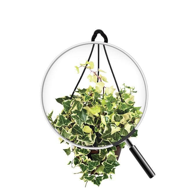 Buy Ugaoo English Ivy Variegated In Hanging Planter Live Plants from Vaaree