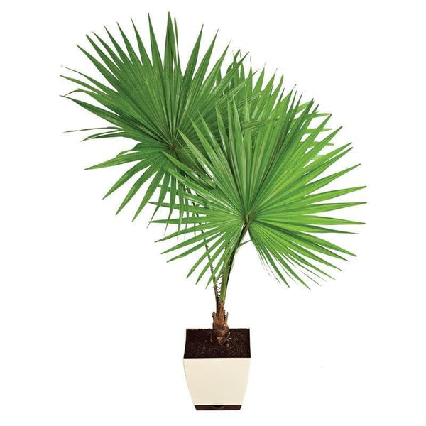 Buy Ugaoo Fan Palm Plant- XL Live Plants from Vaaree