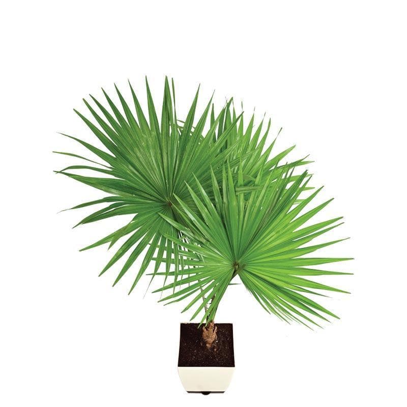 Buy Ugaoo Fan Palm Plant- XL Live Plants from Vaaree