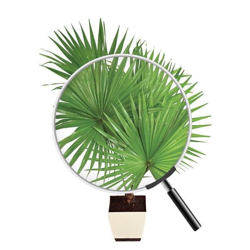 Buy Ugaoo Fan Palm Plant- XL Live Plants from Vaaree