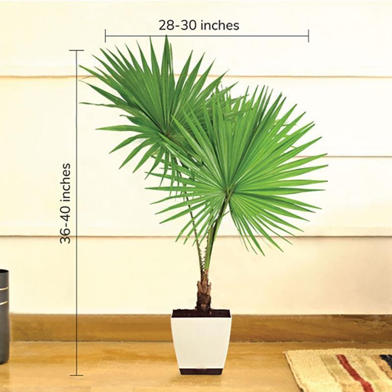 Buy Ugaoo Fan Palm Plant- XL Live Plants from Vaaree