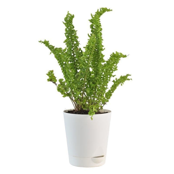 Buy Ugaoo Fern Emina Plant Live Plants from Vaaree