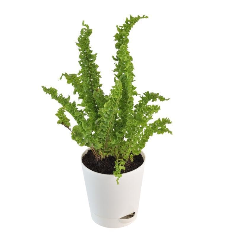 Buy Ugaoo Fern Emina Plant Live Plants from Vaaree