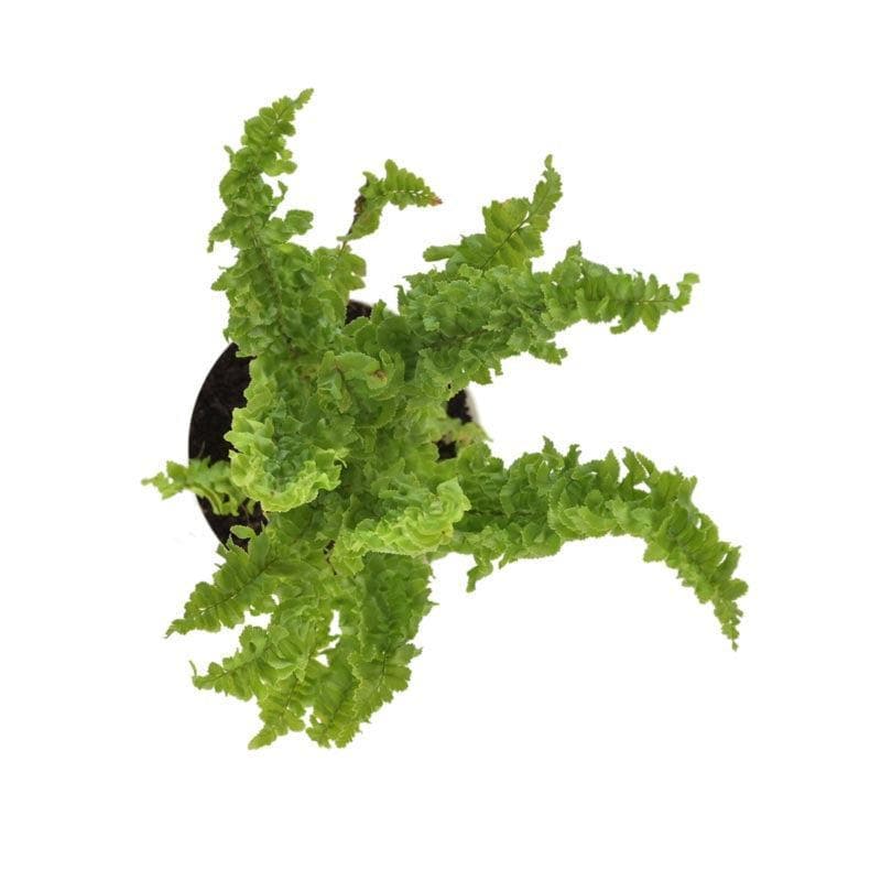 Buy Ugaoo Fern Emina Plant Live Plants from Vaaree